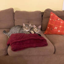 Thumbnail photo of Crowley (and Petie) #4