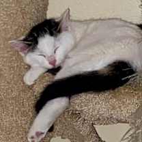 Thumbnail photo of Snow White (and Happy) #3