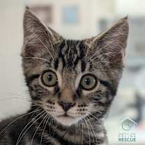 Thumbnail photo of Birch #1