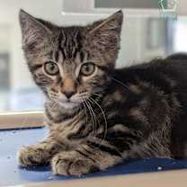 Thumbnail photo of Birch #4