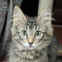 Thumbnail photo of Wiley (and Willa) #1