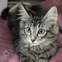 Thumbnail photo of Wiley (and Willa) #2