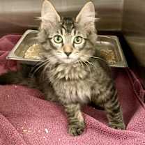 Thumbnail photo of Wiley (and Willa) #3