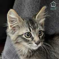 Thumbnail photo of Willa (and Wiley) #1