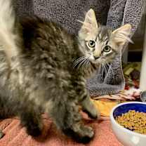 Thumbnail photo of Willa (and Wiley) #2