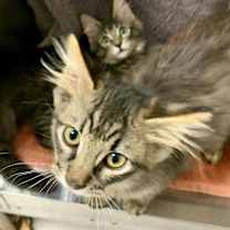 Thumbnail photo of Willa (and Wiley) #3