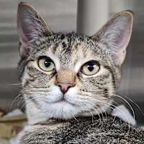 Thumbnail photo of Shale #1