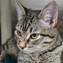 Thumbnail photo of Tuftie #2