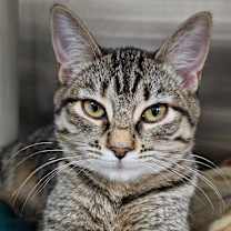 Thumbnail photo of Tuftie #3