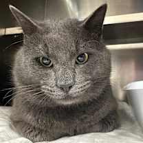 Thumbnail photo of Rascal #1