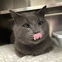 Thumbnail photo of Rascal #2