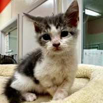 Thumbnail photo of Jesse #3