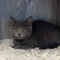 Thumbnail photo of Tink #2