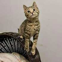 Thumbnail photo of Danielle Dennison #1