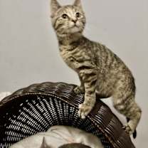 Thumbnail photo of Danielle Dennison #3