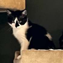 Thumbnail photo of Patch #1