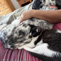 Thumbnail photo of Patch #3