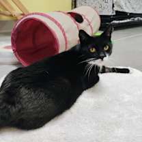 Thumbnail photo of Kringle #2