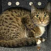 Thumbnail photo of Russet #4