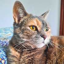 Thumbnail photo of Misty #1