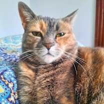 Thumbnail photo of Misty #2