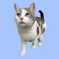 Thumbnail photo of TUSC-Stray-82987 #1