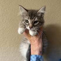 Thumbnail photo of New York #1