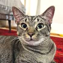 Thumbnail photo of Limonada "Lima" (only cat) #2