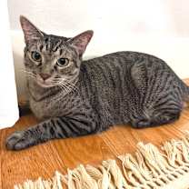 Thumbnail photo of Limonada "Lima" (only cat) #4