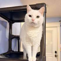 Thumbnail photo of TRIXIE #1