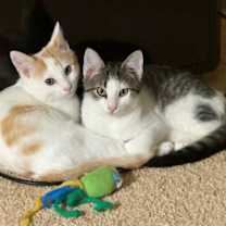 Thumbnail photo of FREDA #2