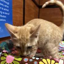 Thumbnail photo of Reeses #2