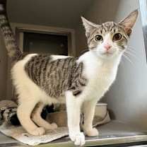 Thumbnail photo of Mojito #1