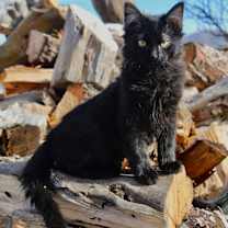 Thumbnail photo of Chatter #1