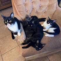 Thumbnail photo of Chatter #2