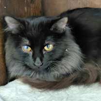 Thumbnail photo of Patch #1