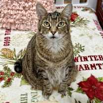 Thumbnail photo of Kenicke #1