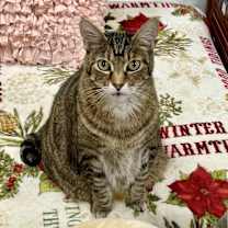 Thumbnail photo of Kenicke #2