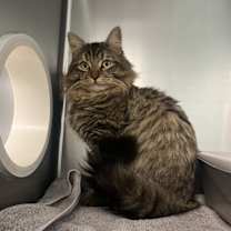 Thumbnail photo of Lincoln Logs #1