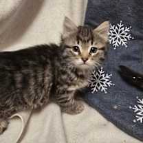 Thumbnail photo of Sugar #1