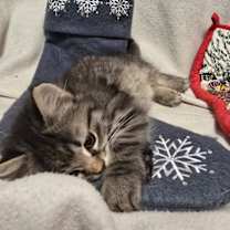 Thumbnail photo of Sugar #2