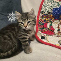 Thumbnail photo of Sugar #3