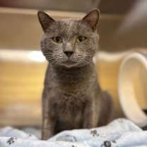 Thumbnail photo of Badger #3