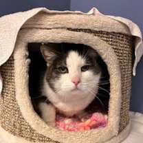 Thumbnail photo of Molly #1