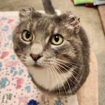 Thumbnail photo of Norma #2