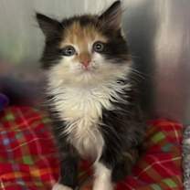 Thumbnail photo of Stella #1