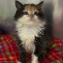 Thumbnail photo of Stella #2