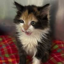 Thumbnail photo of Stella #3