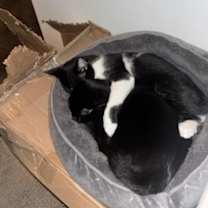 Thumbnail photo of Moomoo *MUST BE ADOPTED WITH M #2