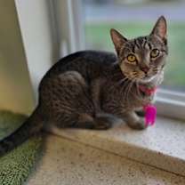 Thumbnail photo of Addie #2